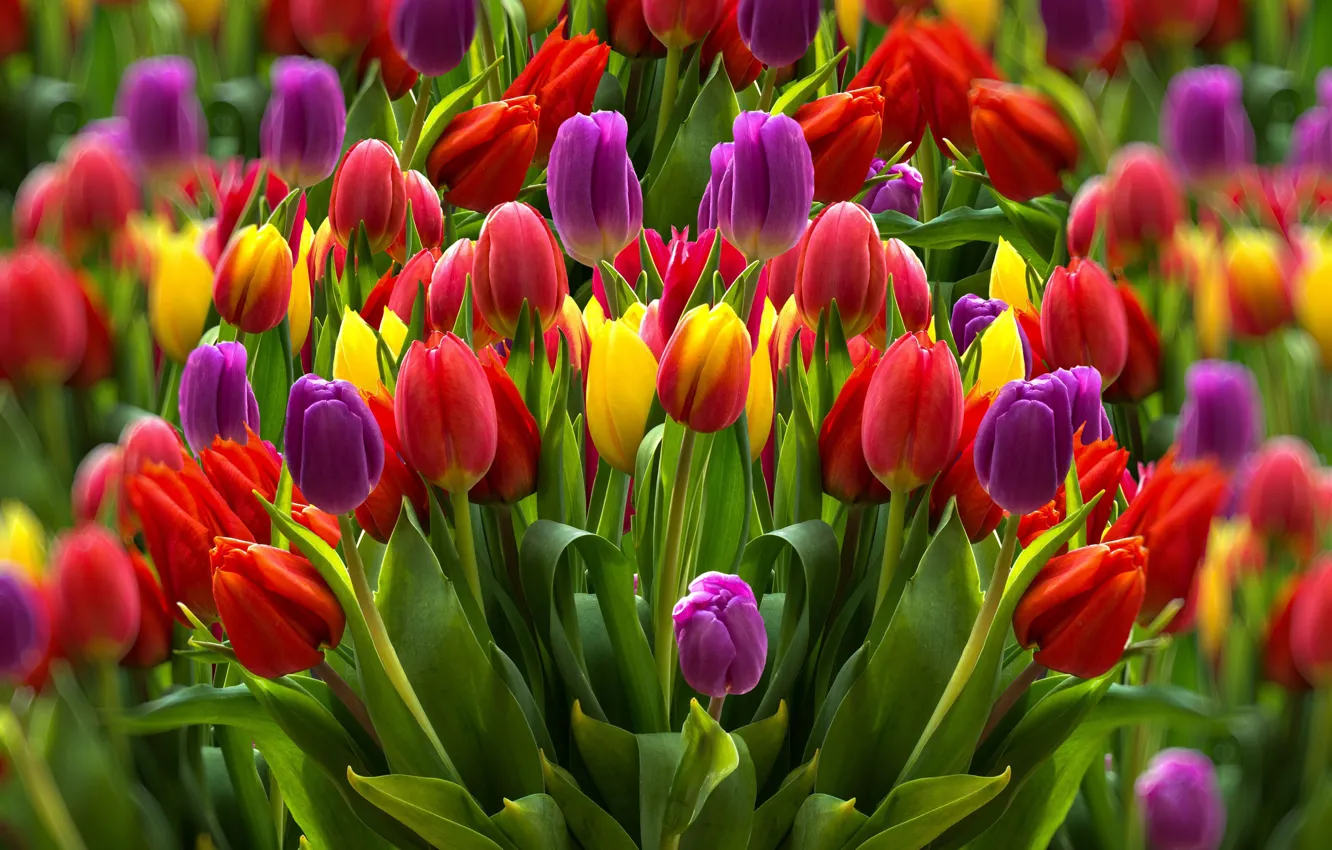 Photo wallpaper flowers, tulips, bokeh