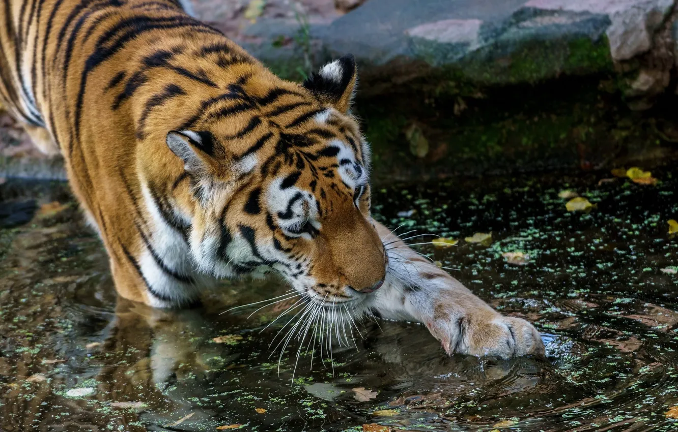 Photo wallpaper water, tiger, paws