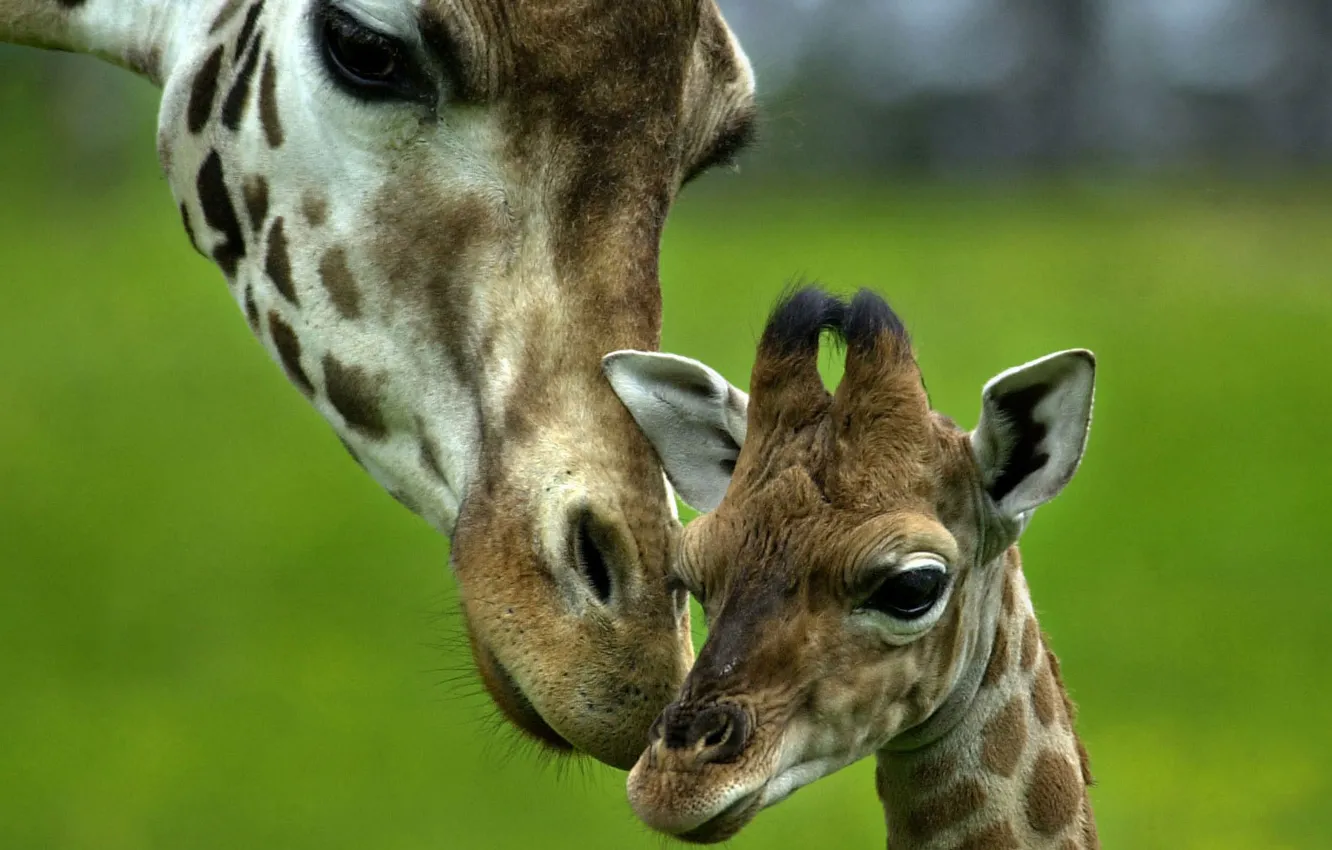 Photo wallpaper love, tenderness, baby, giraffe, care, mom