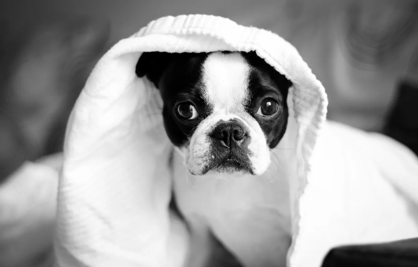 Photo wallpaper animal, dog, dog, animal, Terrier, terrier