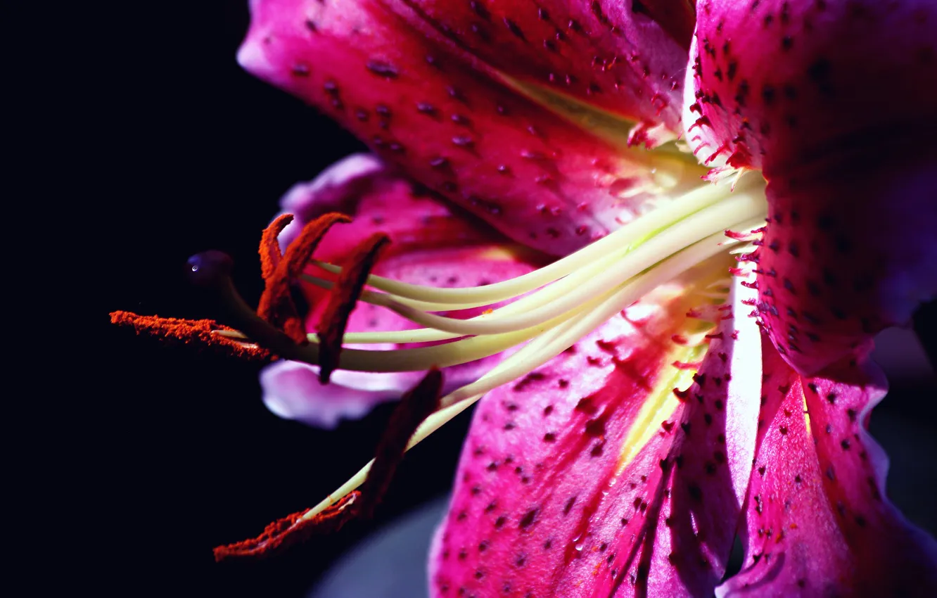 Photo wallpaper macro, flowers, Lily, petals, stamens