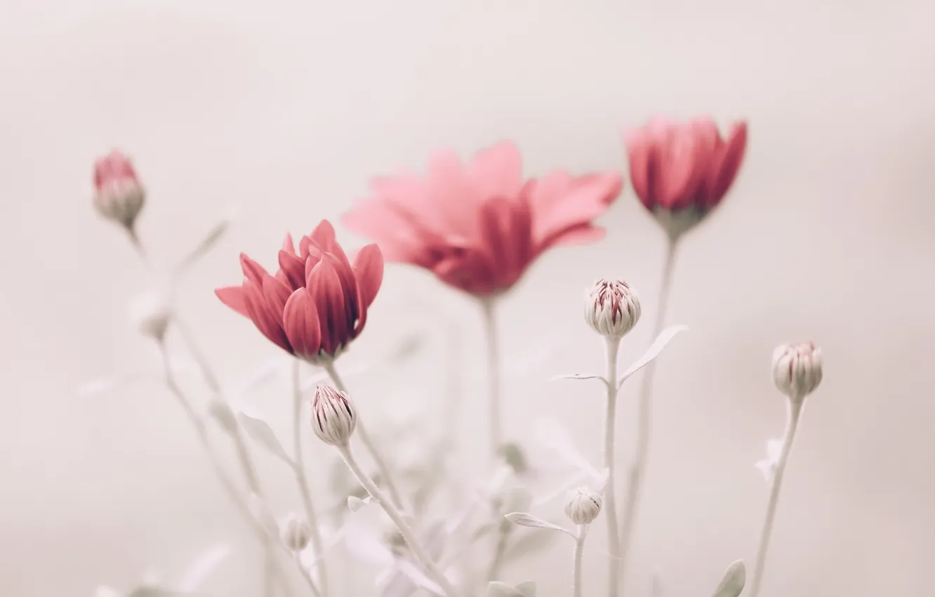 Photo wallpaper flowers, nature, background