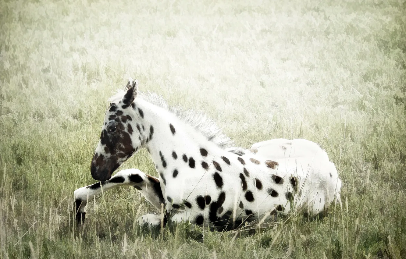 Photo wallpaper field, nature, horse