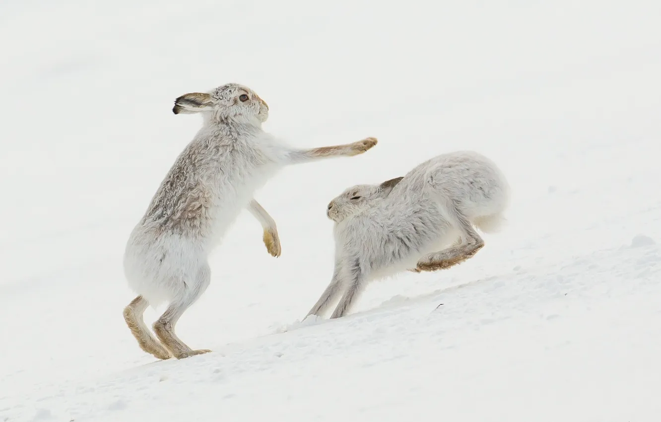 Photo wallpaper nature, Mountain Hare, Collision Course