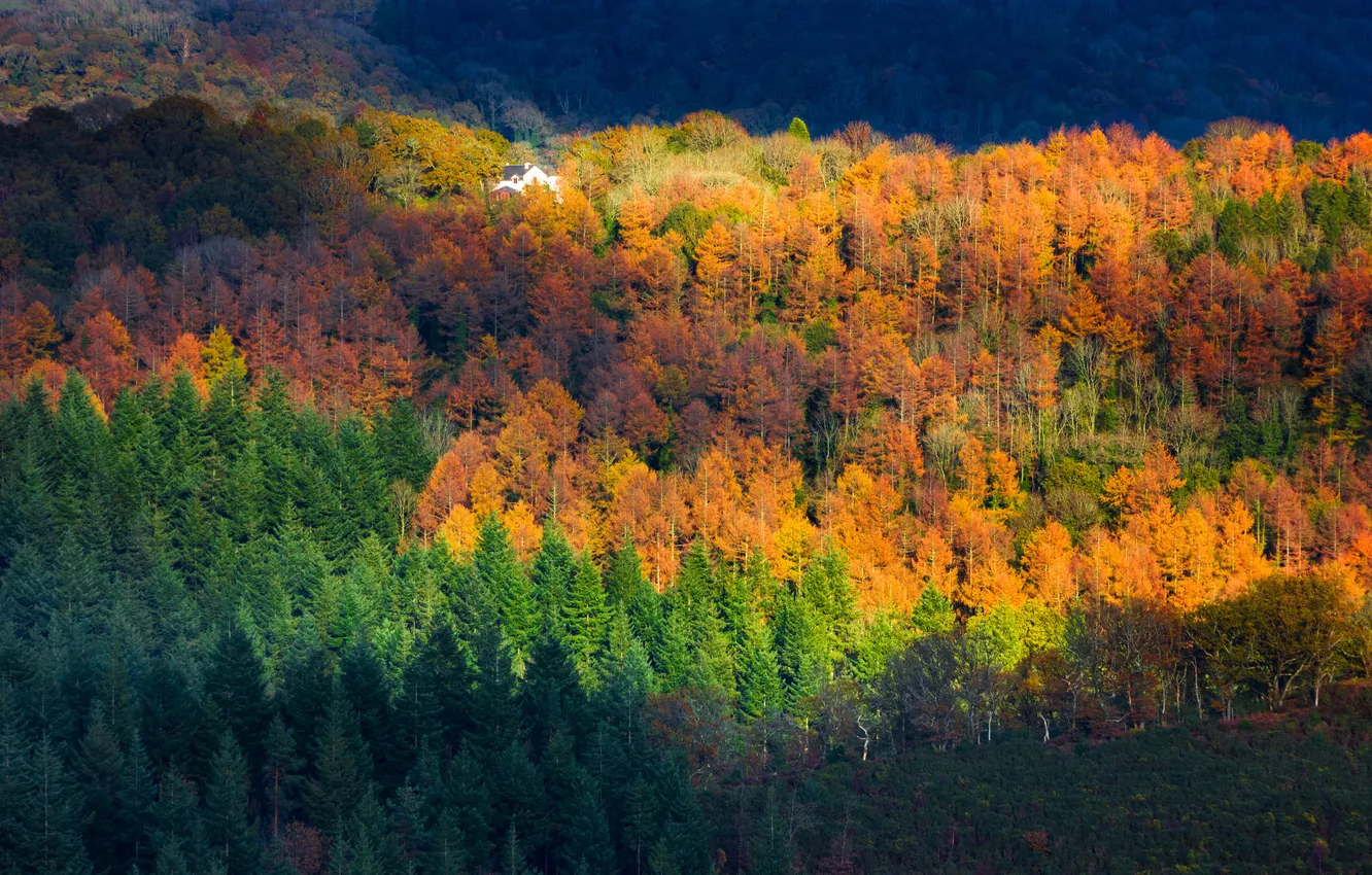 Photo wallpaper autumn, forest, light, trees, house, slope