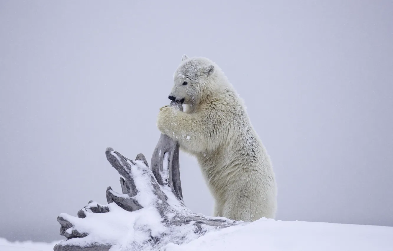 Photo wallpaper winter, snow, bear, Alaska, bear, snag, cub, polar bear
