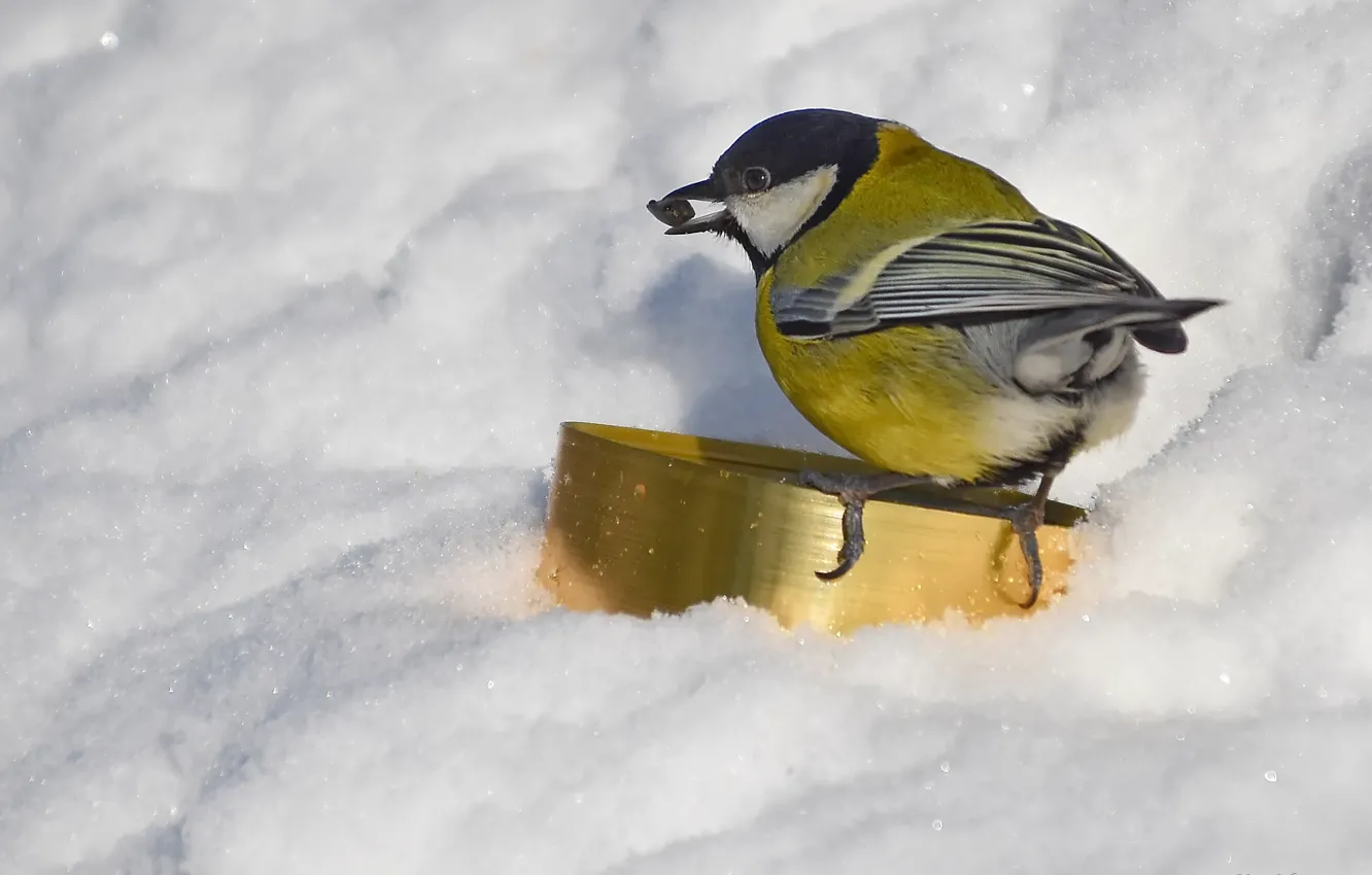 Photo wallpaper nature, bird, photo hunting, Big tit