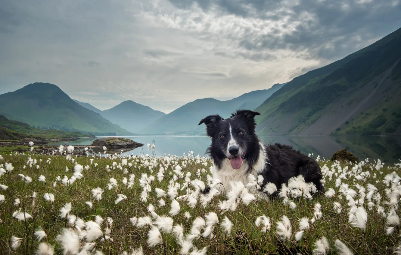 Photo wallpaper grass, mountains, nature, lake, dog, the border collie, As cotton grass