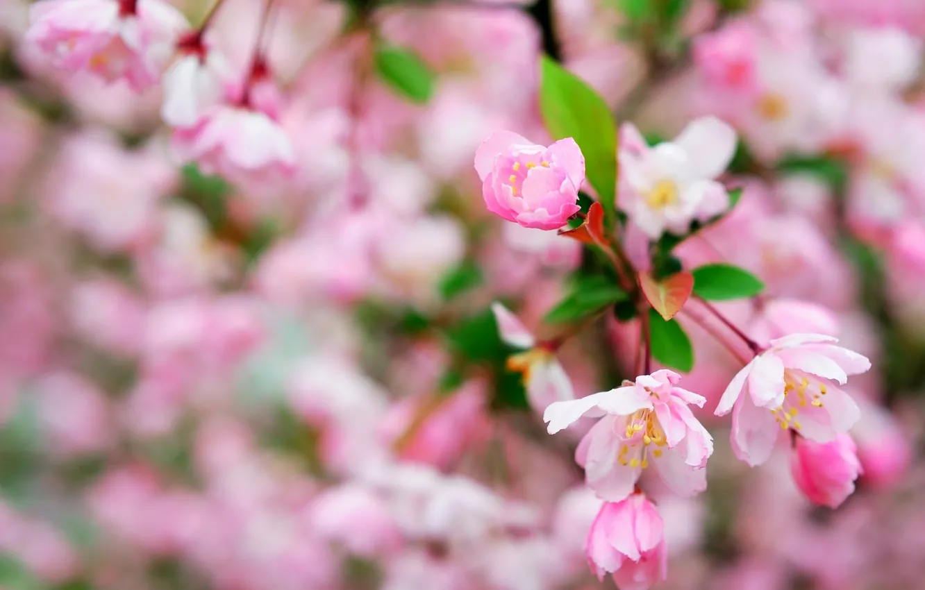 Photo wallpaper macro, flowers, spring, flowering