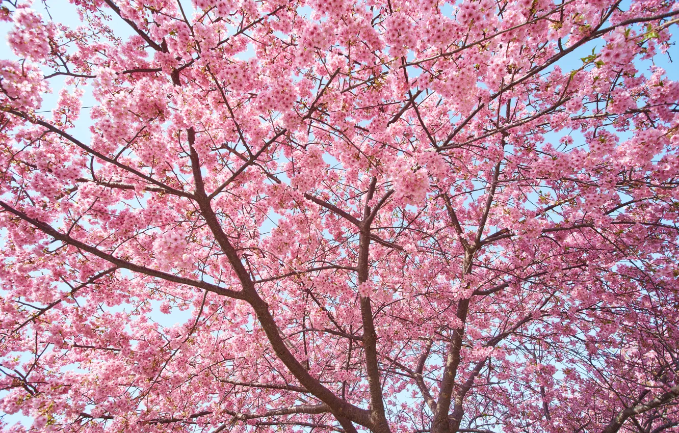Photo wallpaper trees, spring, Sakura, pink