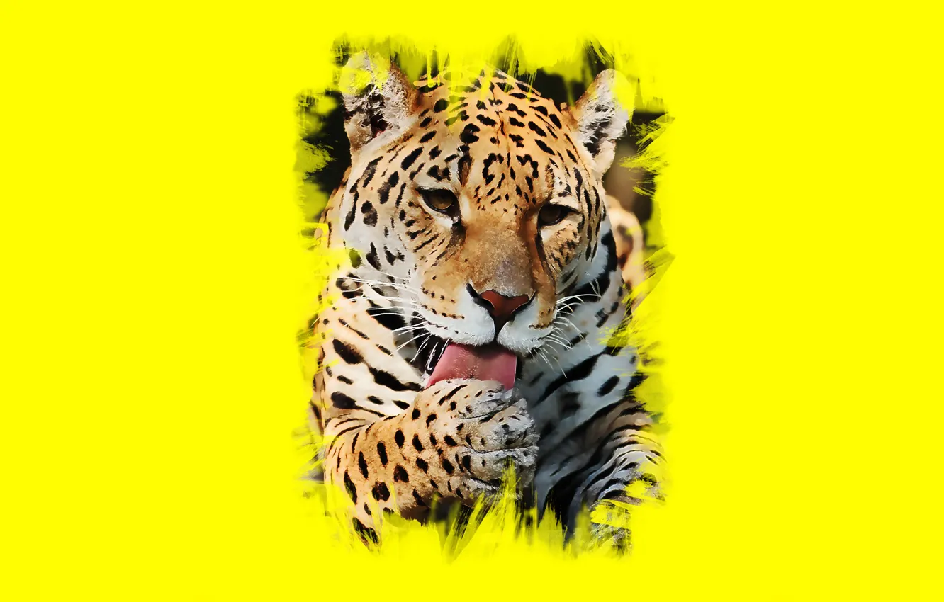 Photo wallpaper language, Jaguar, wild cat, to clean