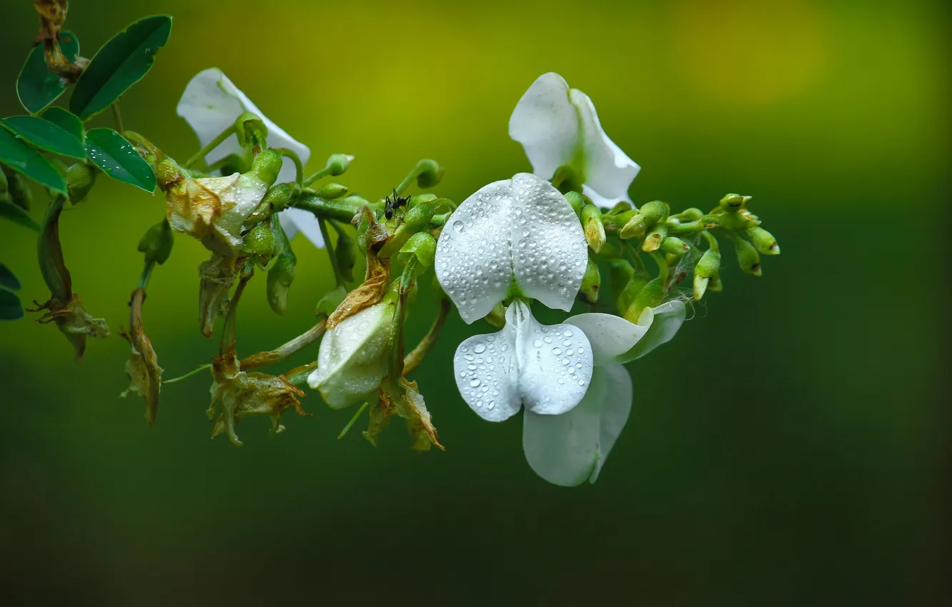 Photo wallpaper drops, flowers, branches, Rosa, background