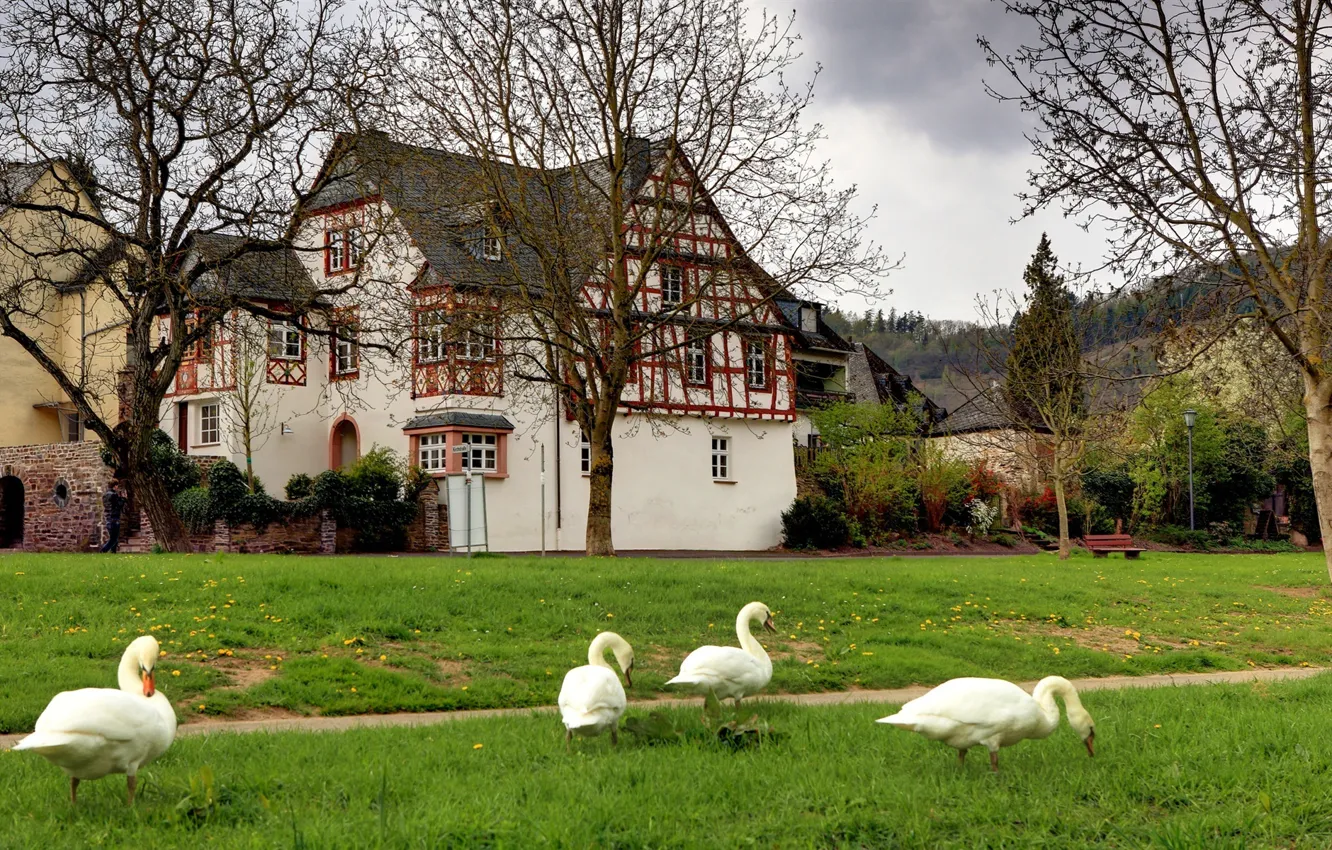 Photo wallpaper grass, trees, landscape, bench, Germany, village, swans