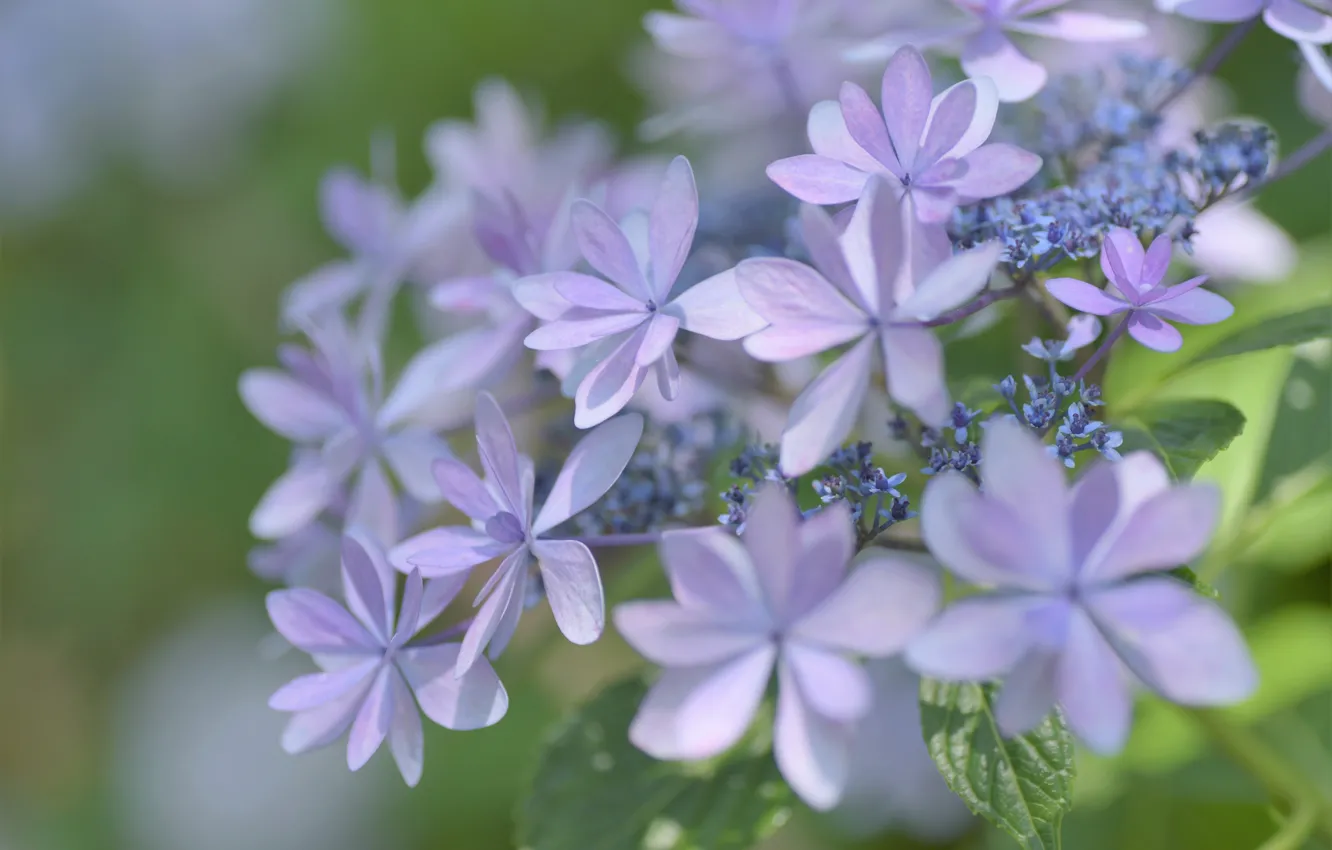 Photo wallpaper macro, flowers, lilac, hydrangea