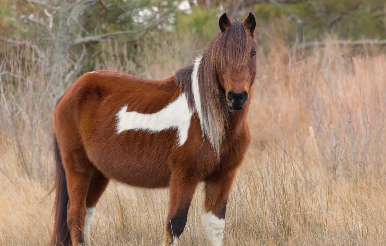 Photo wallpaper look, branches, nature, horse, horse, hairstyle, mane, handsome