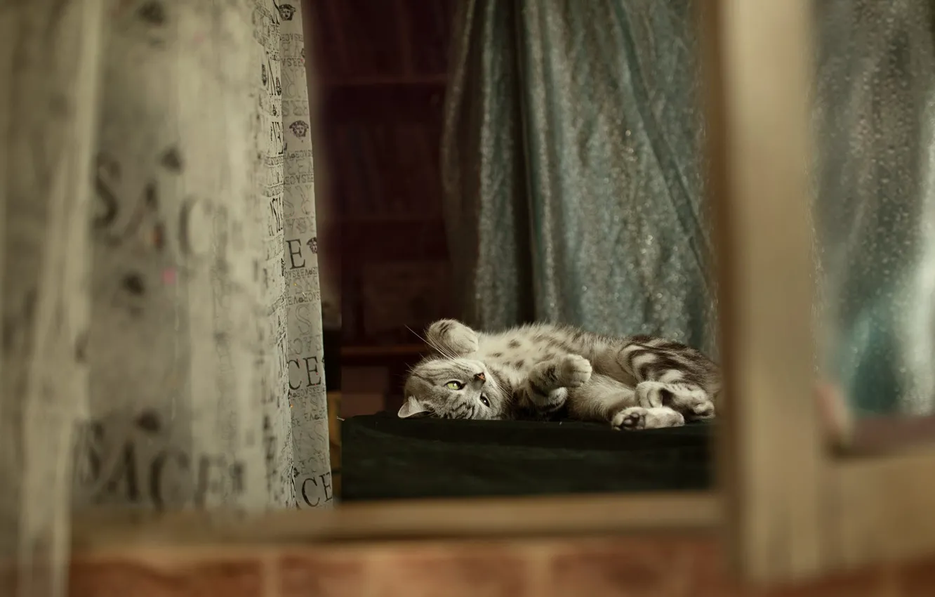 Photo wallpaper cat, cat, look, pose, stay, window, lies, curtains