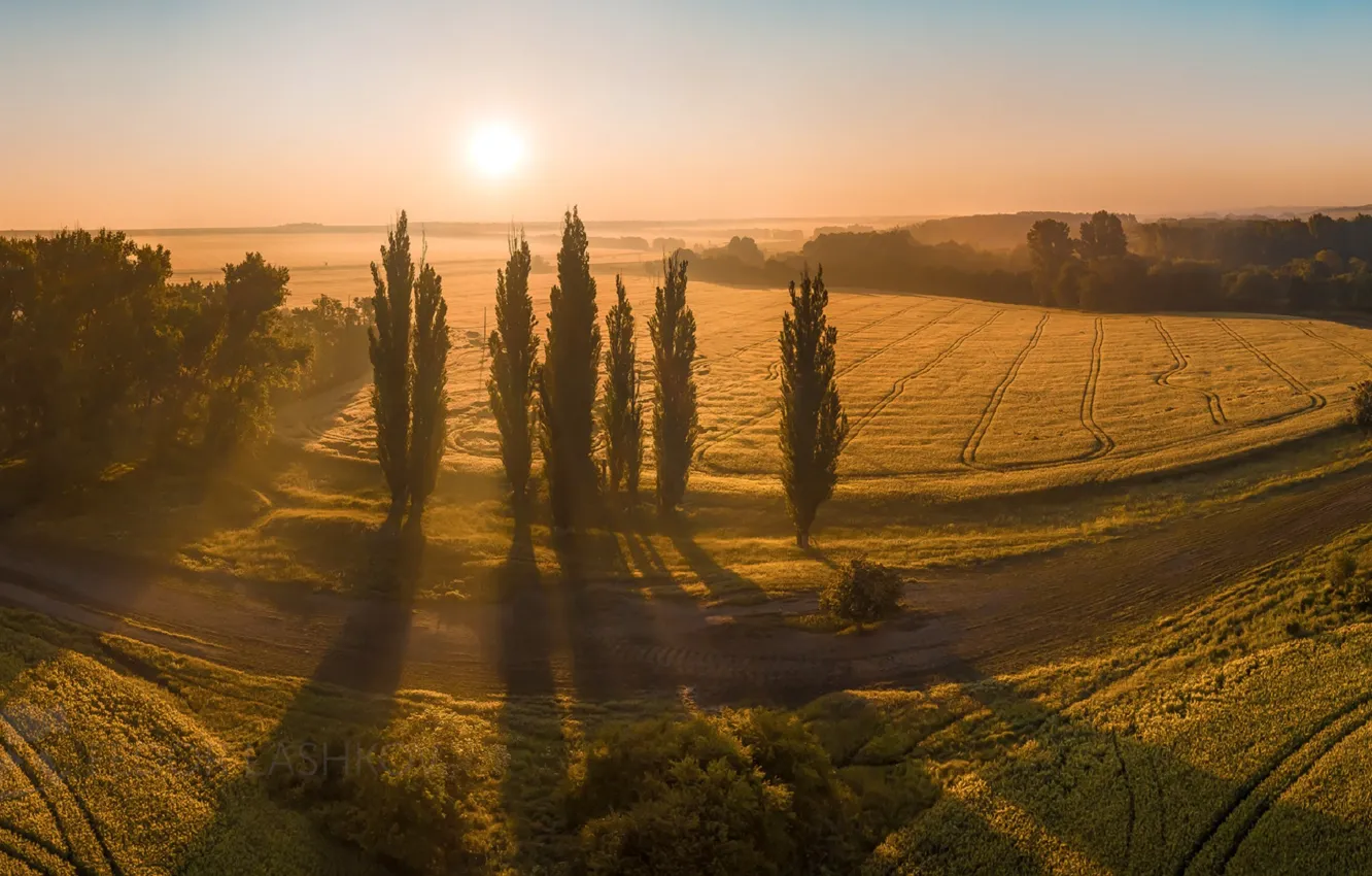 Photo wallpaper field, summer, the sun, trees, nature, dawn, shadow, Russia