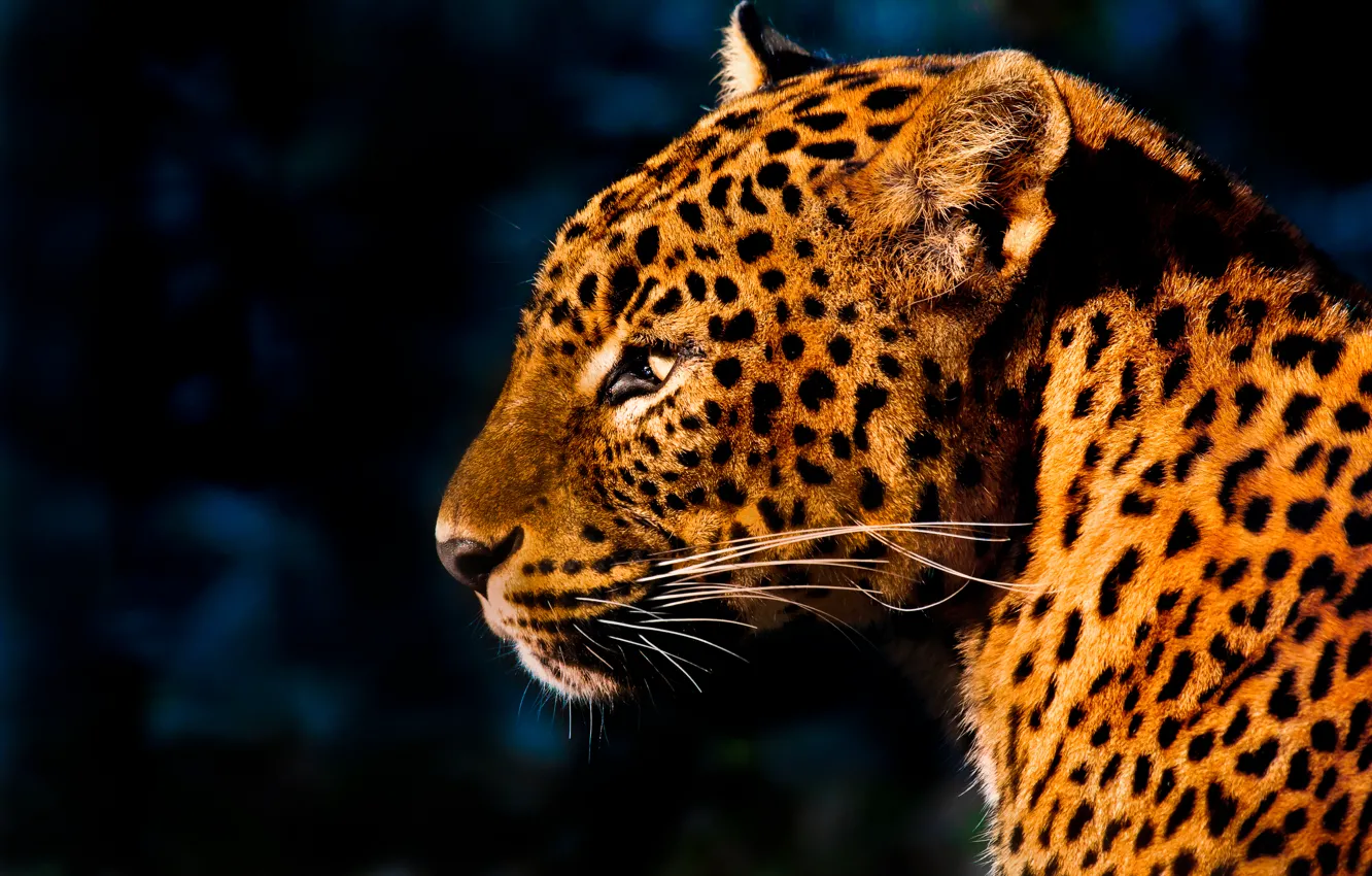 Photo wallpaper mustache, light, spot, leopard