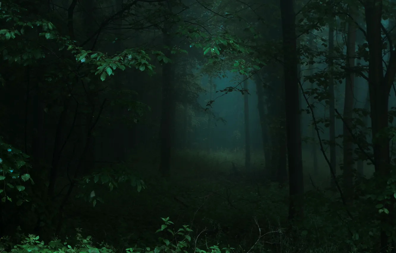 Photo wallpaper forest, trees, nature, fog, Germany, Germany, North Rhine-Westphalia, Rheinbach