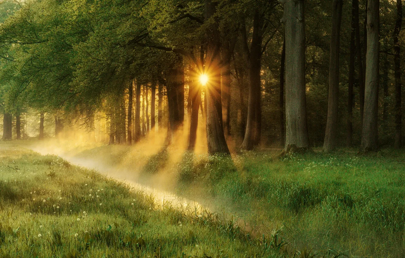 Photo wallpaper forest, summer, grass, the sun, rays, trees, foliage, summer