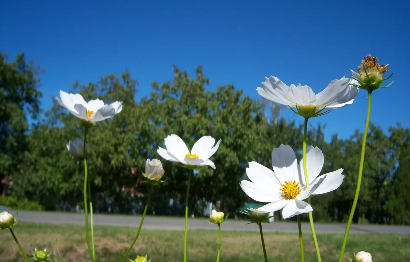 Photo wallpaper summer, flowers, white, kosmeya, Meduzanol ©