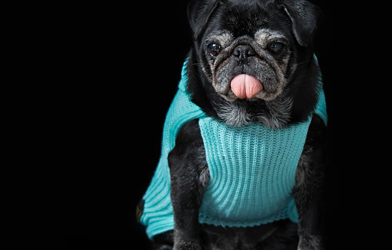 Photo wallpaper language, portrait, pug, blouse, black background, doggie