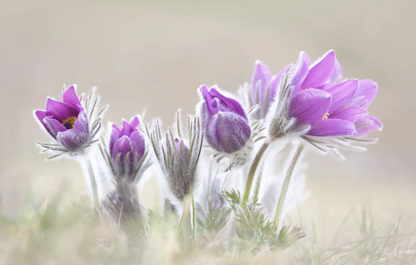 Photo wallpaper flowers, nature, glade, blur, spring, stem, light background, lilac