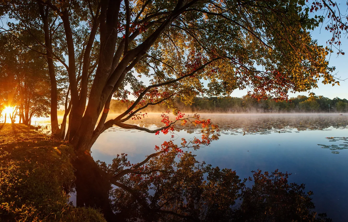 Photo wallpaper autumn, forest, trees, lake, morning, haze