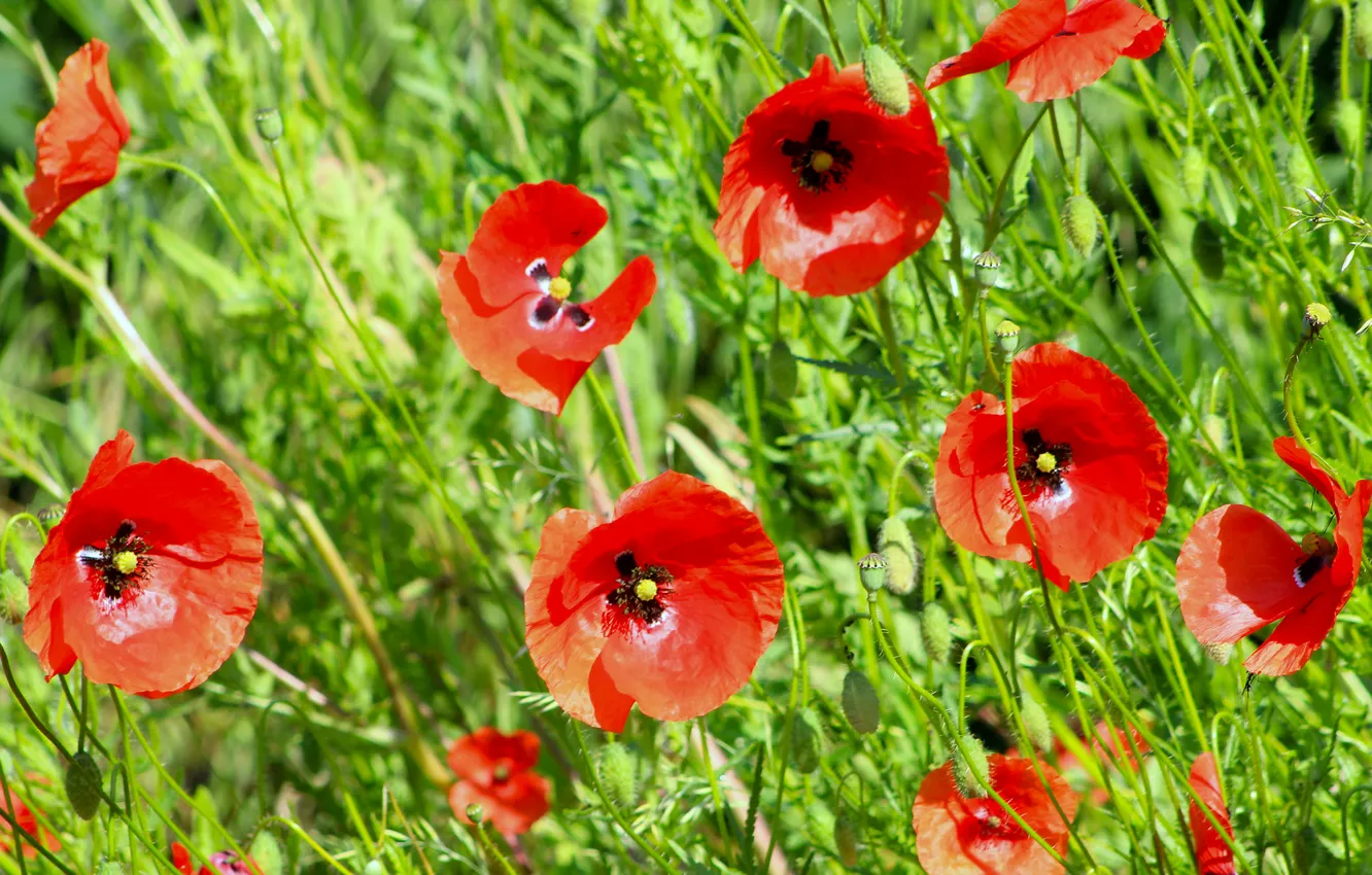 Photo wallpaper red, flower, poppy