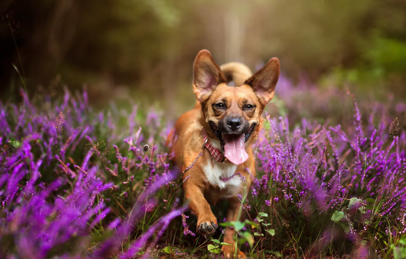 Photo wallpaper language, flowers, dog, running, face, Heather
