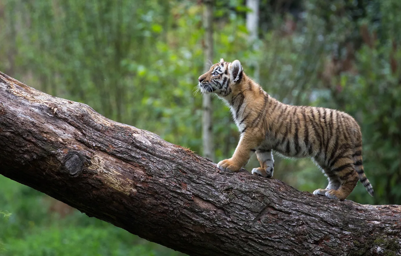 Photo wallpaper log, kitty, tiger