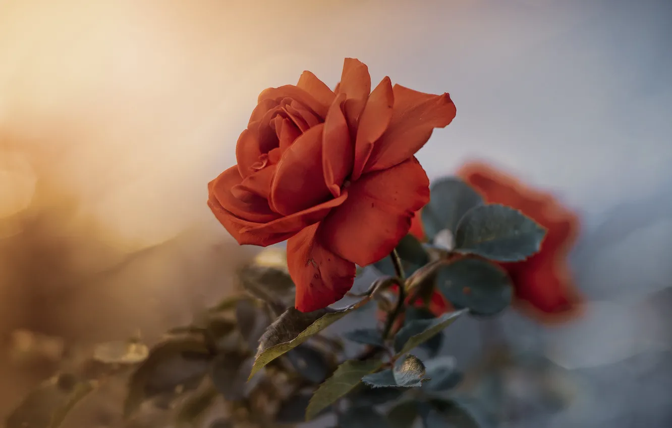 Photo wallpaper flowers, nature, roses