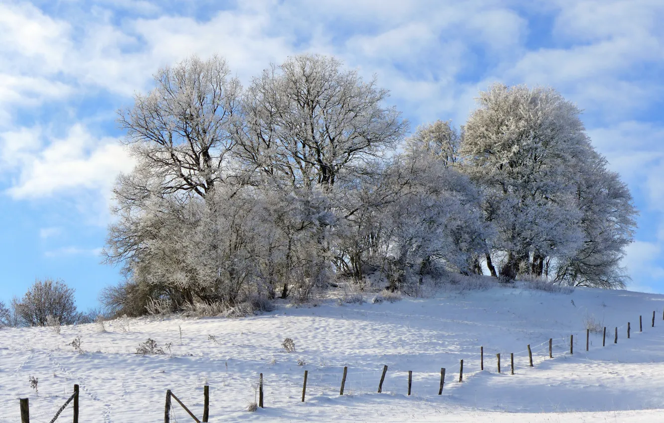 Photo wallpaper winter, the sky, snow, trees