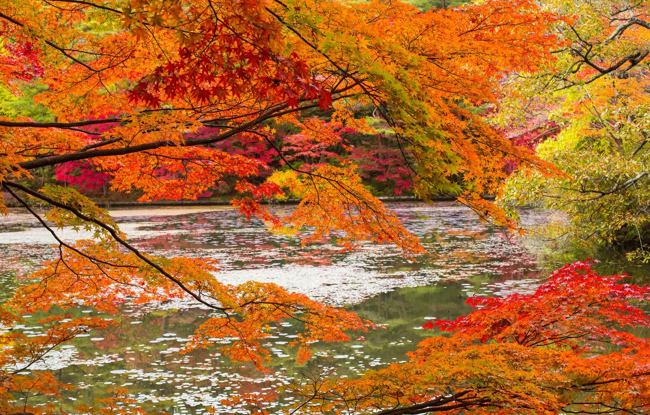 Photo wallpaper autumn, forest, leaves, trees, river
