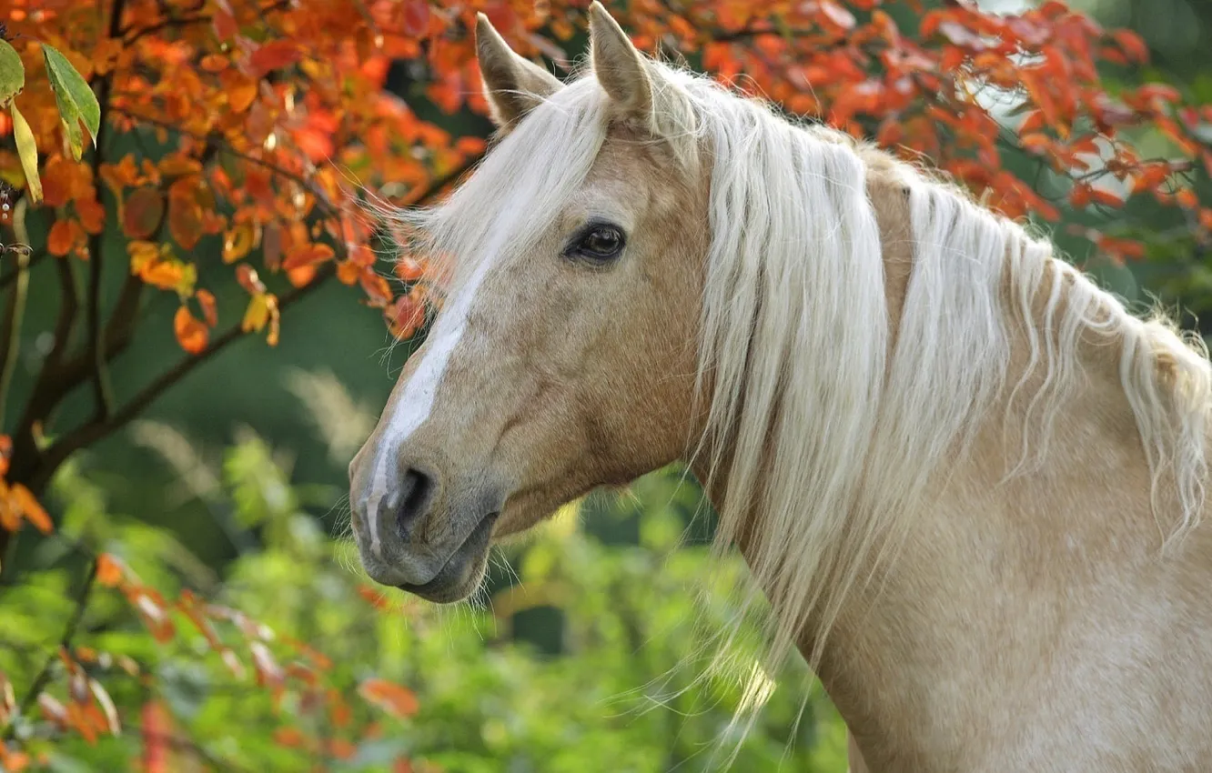 Photo wallpaper horse, horse, head, mane