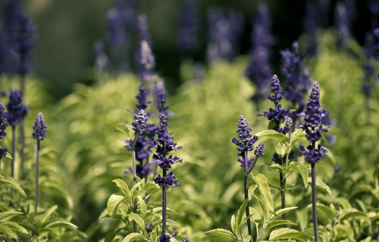 Photo wallpaper field, nature, plants. grass, greens. flowers
