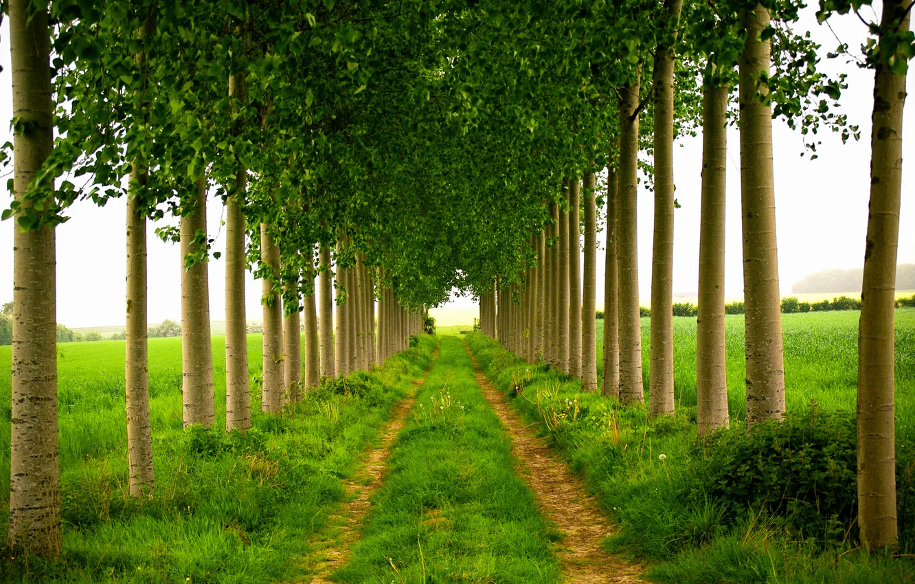 Photo wallpaper road, trees, nature, spring