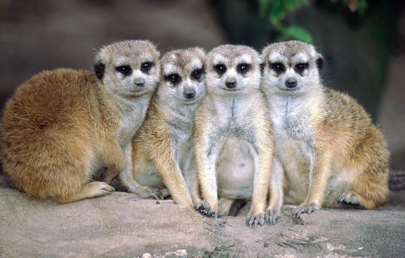 Photo wallpaper meerkats, posing, family