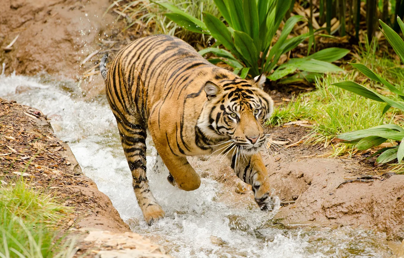 Photo wallpaper water, tiger, stream, bathing