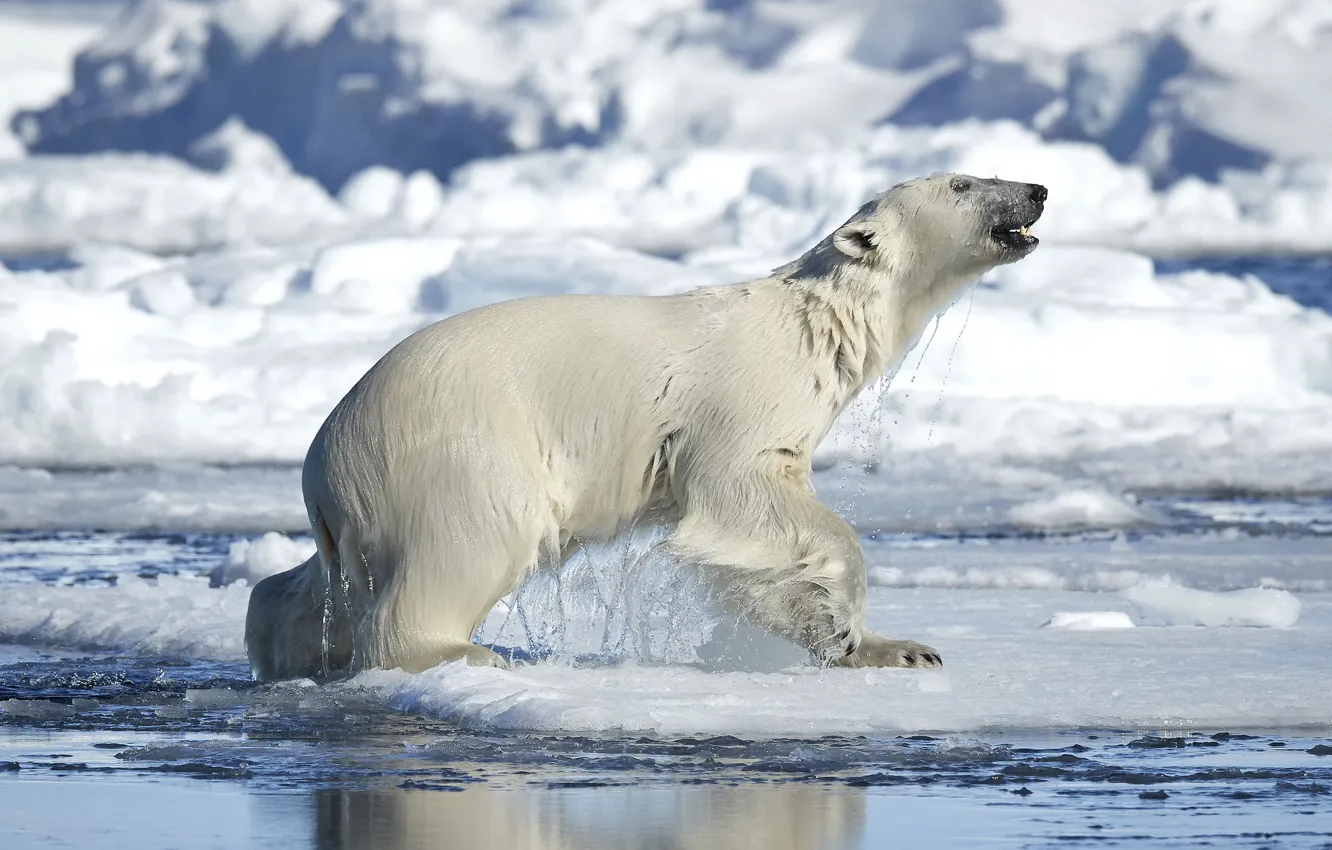 Photo wallpaper water, snow, polar bear