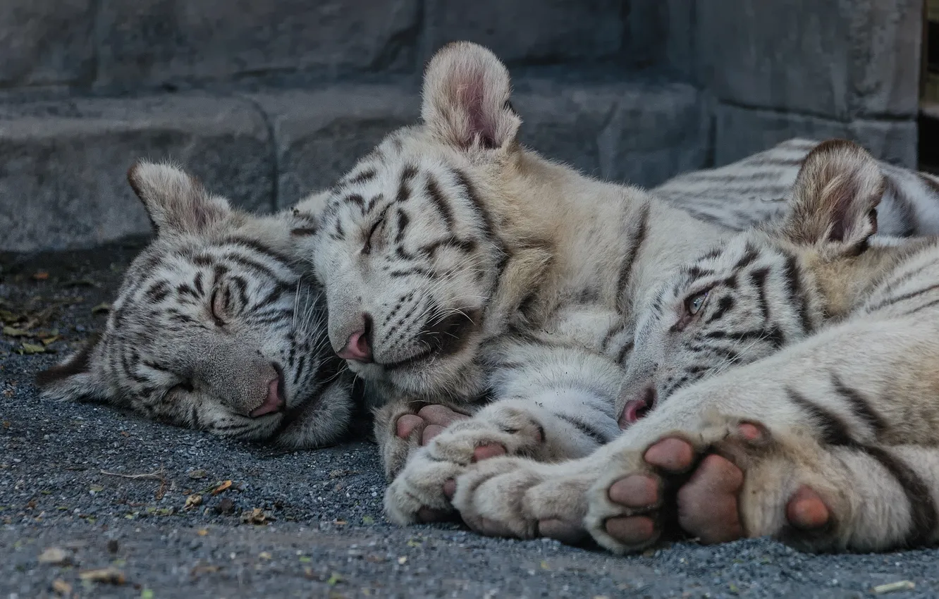 Photo wallpaper cat, stay, sleep, kittens, white tiger, the cubs, tiger, cubs