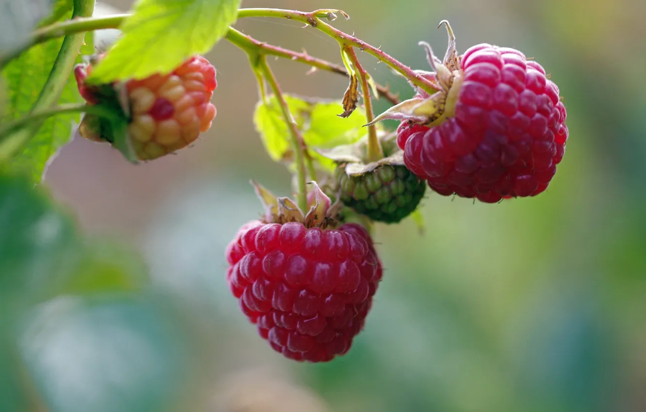 Photo wallpaper autumn, nature, berries, raspberry, beauty, positive, harvest, sweet
