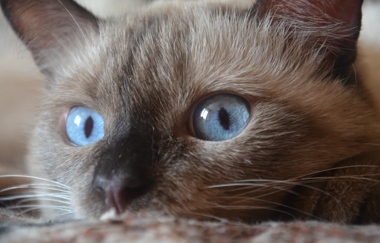 Photo wallpaper eyes, cat, blue