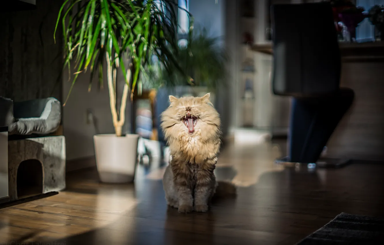 Photo wallpaper cat, house, mouth, I'm a lion... rawr