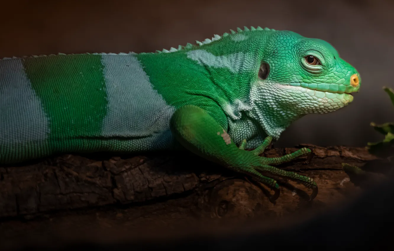 Photo wallpaper look, green, log, iguana