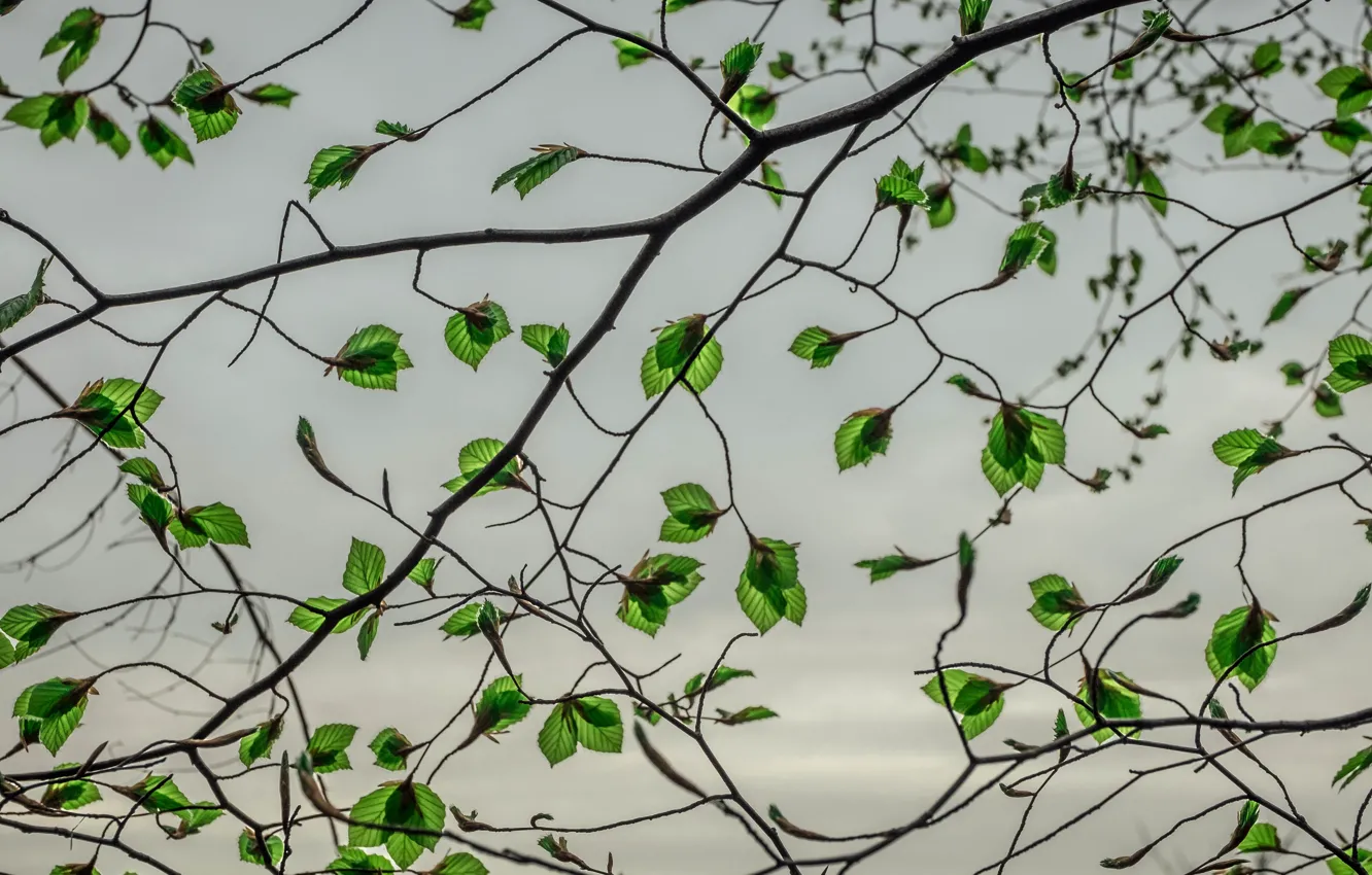 Photo wallpaper leaves, branches, gray clouds