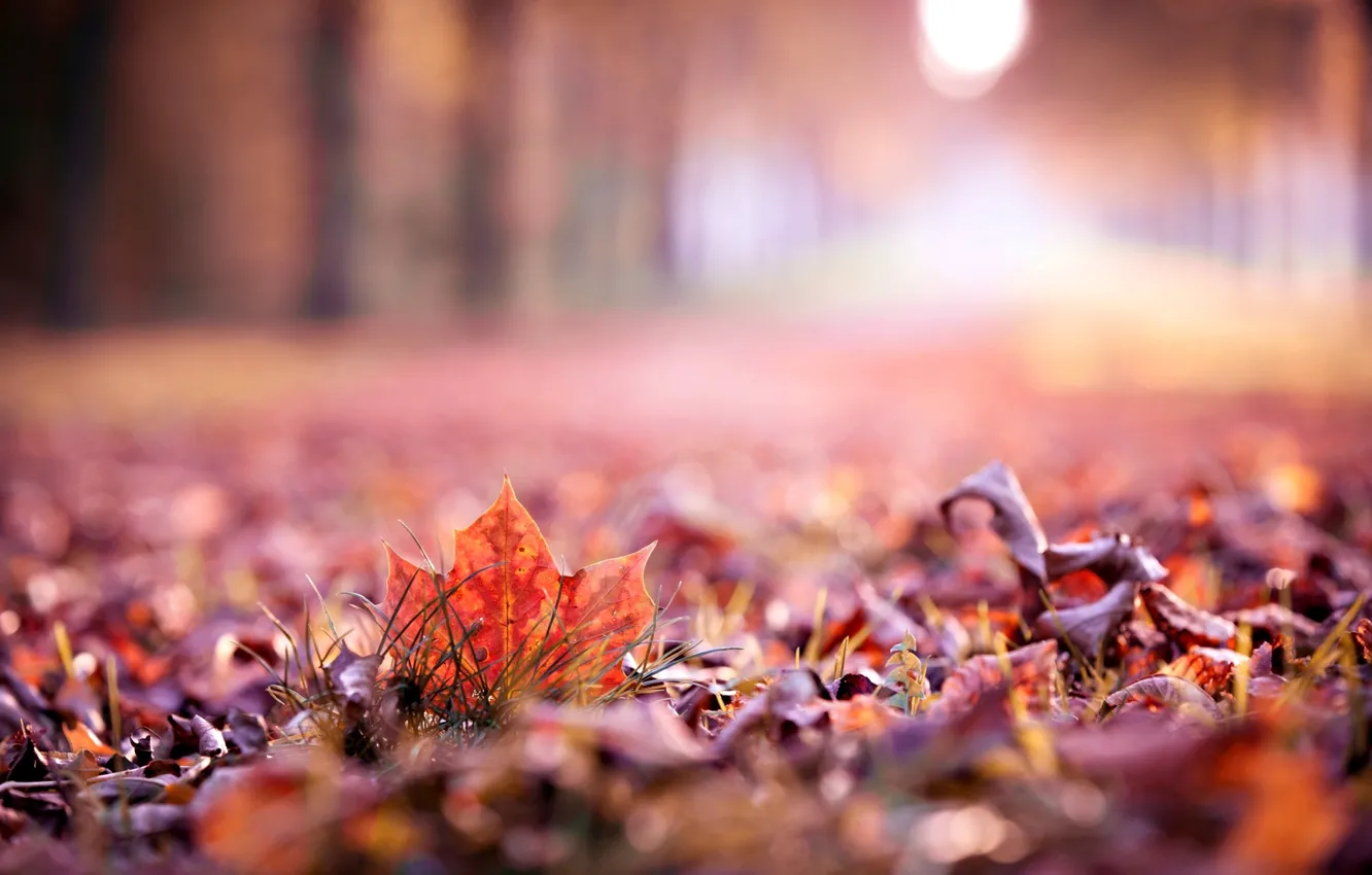 Photo wallpaper autumn, leaves, macro, widescreen, Wallpaper, blur, beautiful, leaf