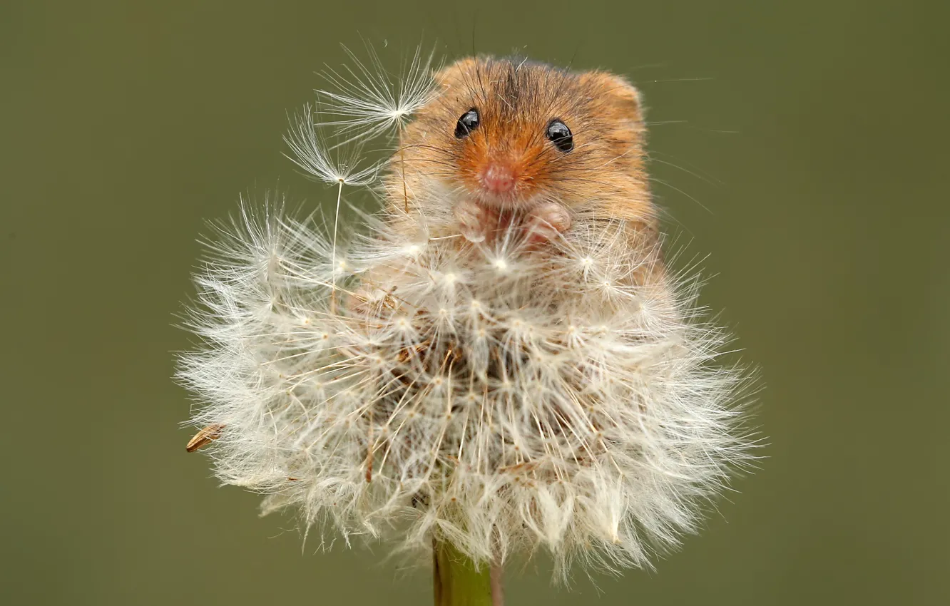 Photo wallpaper summer, nature, dandelion, mouse, the mouse is tiny