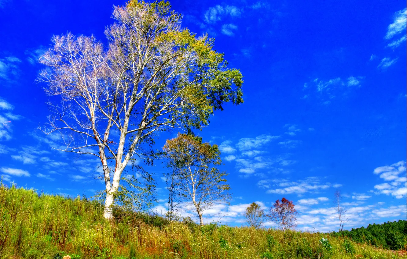 Photo wallpaper autumn, the sky, grass, clouds, tree, hills