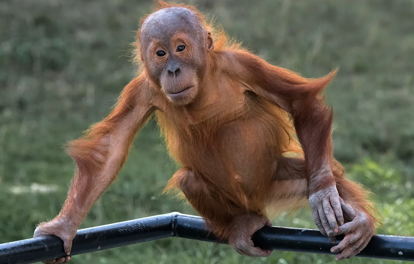 Photo wallpaper look, nature, monkey